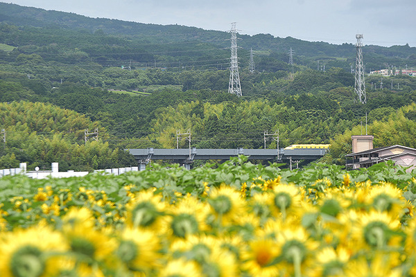 yellow3