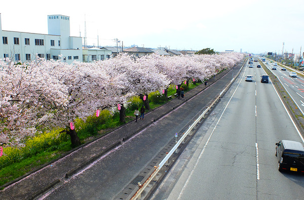 hakuinzakura-(23)