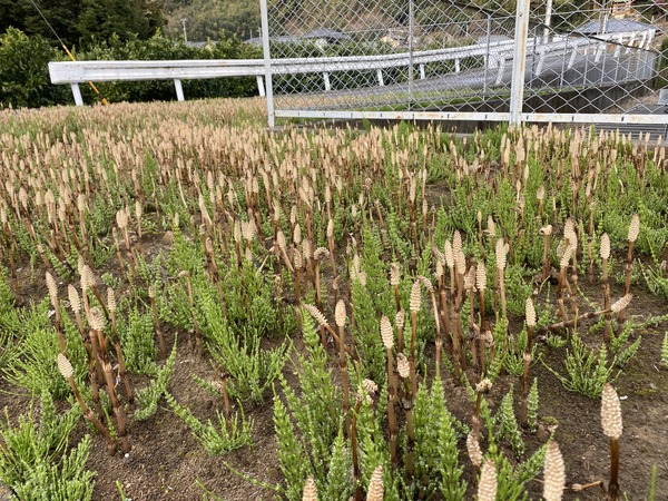 つくし