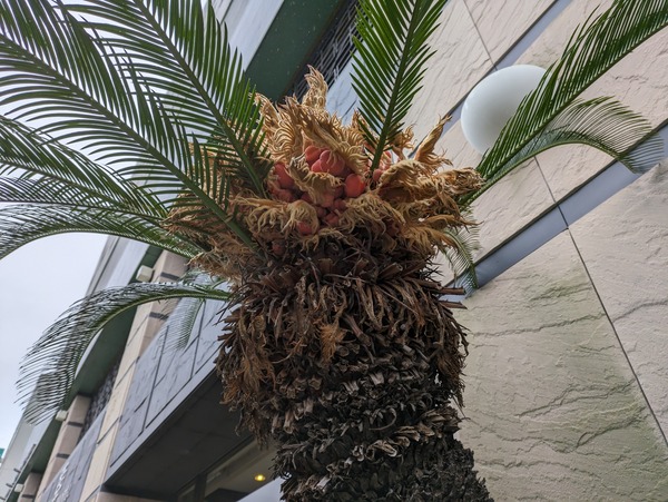 PXL_20240221_030903808