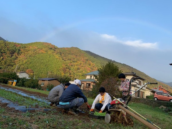 みんなで収穫
