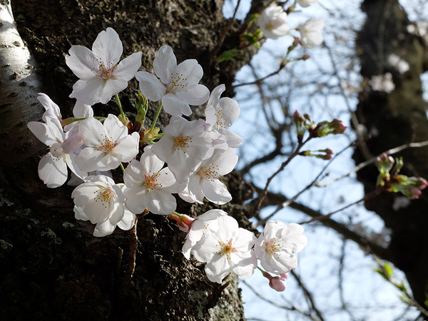 koukoku (7)