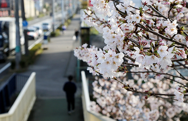 hakukinWALK (10)