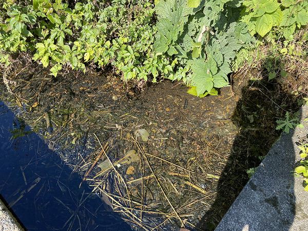 dokka (8)