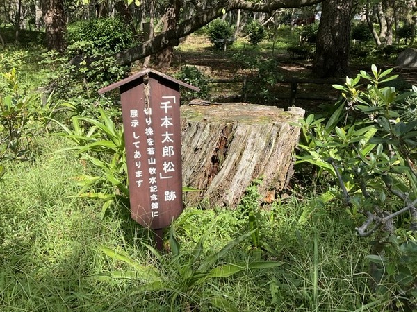 matsu (2)