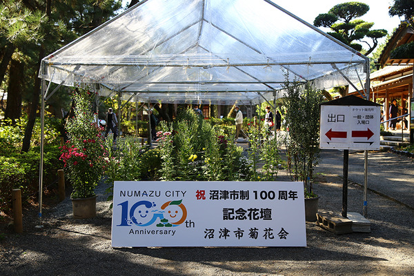 kiku2kuri (3)