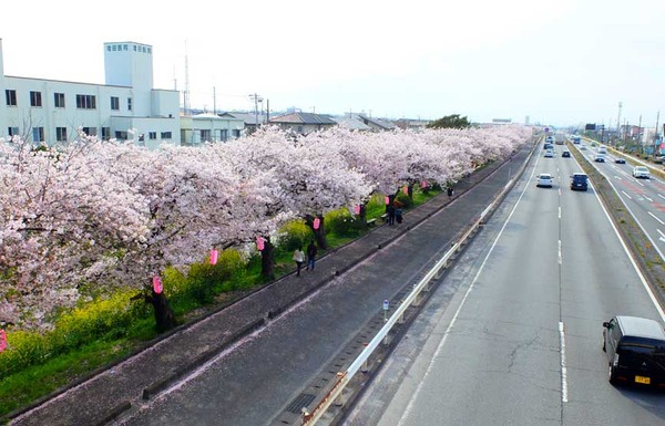 hakuinzakura_a