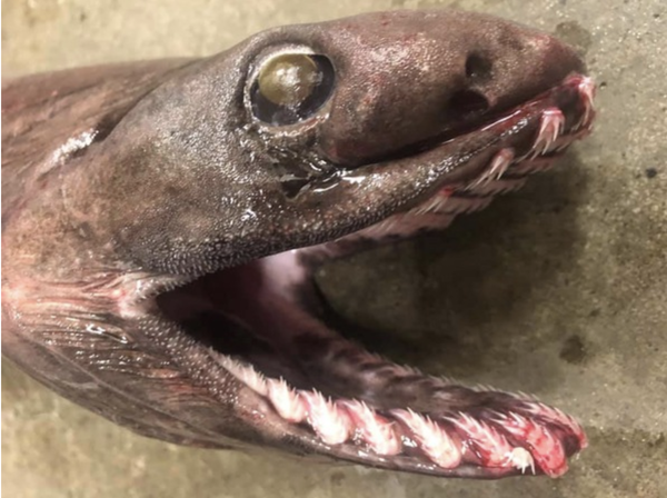 スクリーンショット 2021-02-01 16.25.17