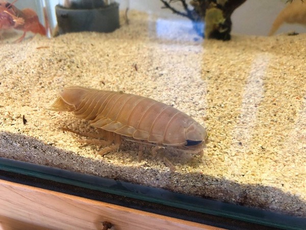 おおぐそくむし