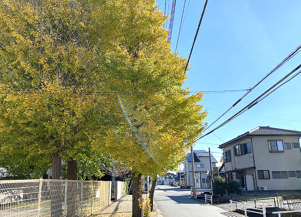kouyou (8)