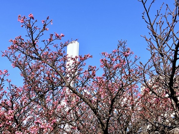 【桜情報2026】新年早々３分咲き！今年も沼津で一番早咲きの桜情報です!!（香貫公園(沼津市市場町)）