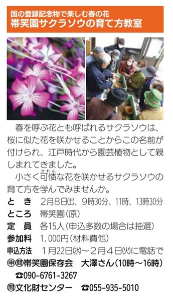 sakuraso (6)