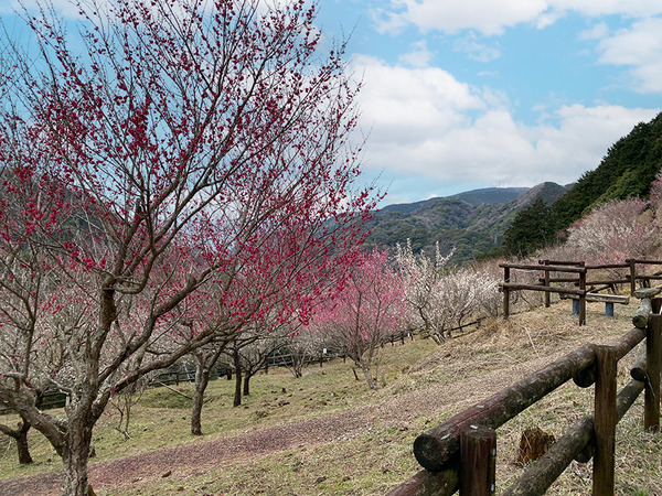 nankoubai-(4)