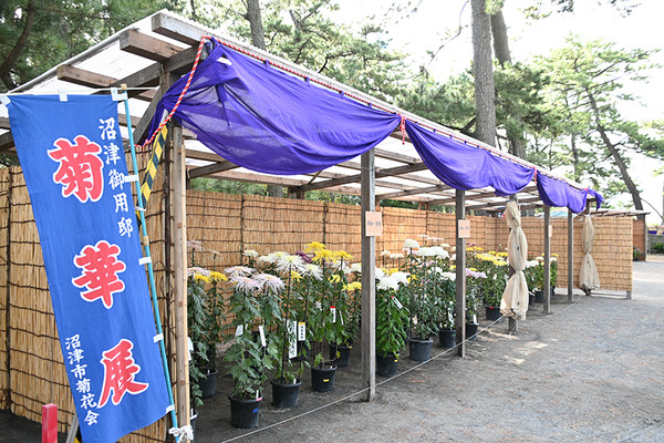 goyo (4)