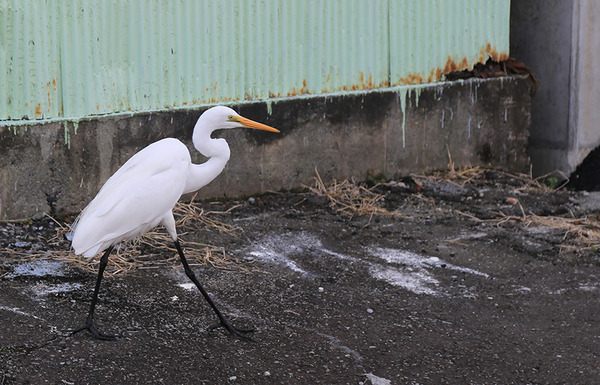 ss03