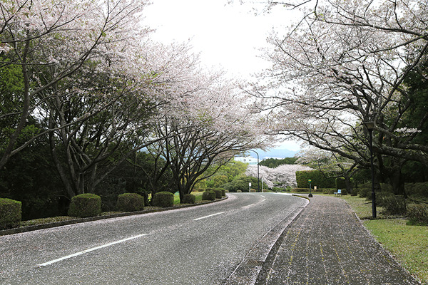 fujit (6)