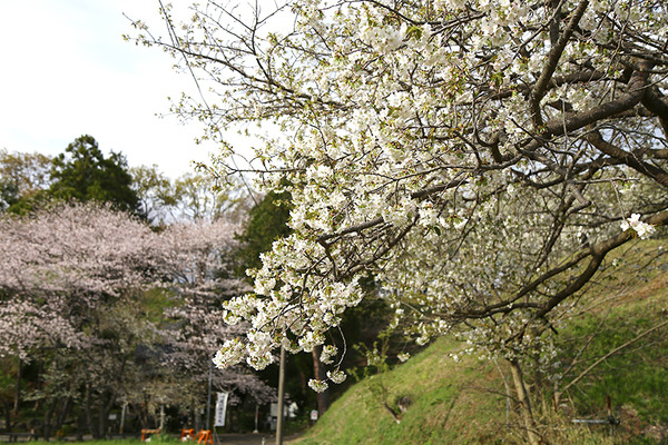 koukoku (4)