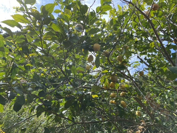 lemon_tree