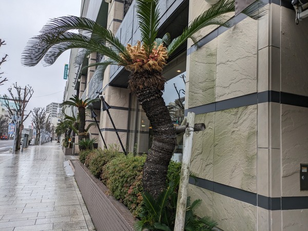 PXL_20240221_030859791