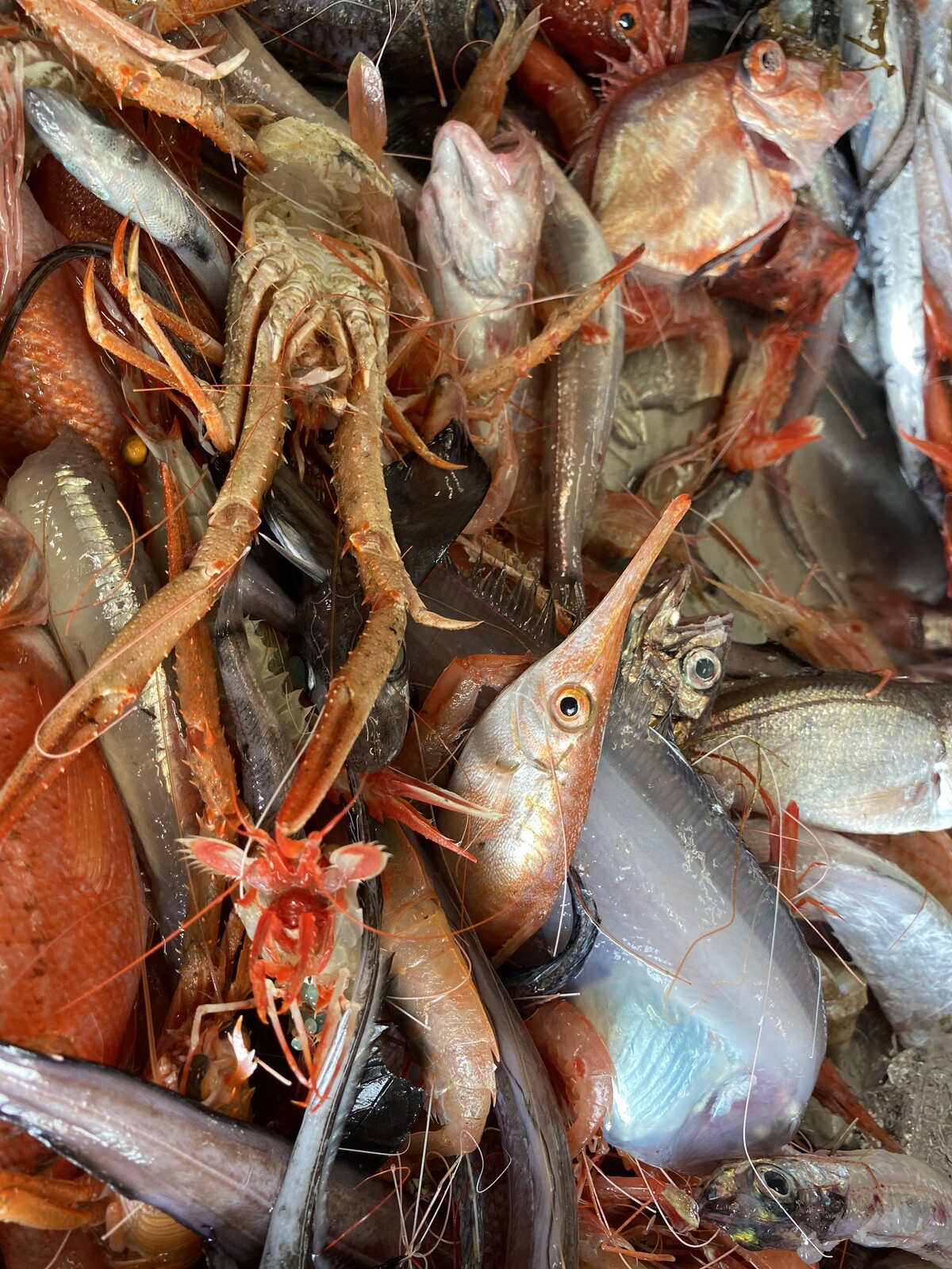 漁師さんとともに 沼津市戸田で深海魚直送はじまりました 沼津つーしん 漁師さんとともに 沼津市戸田で深海魚直送はじまりました 沼津つーしん