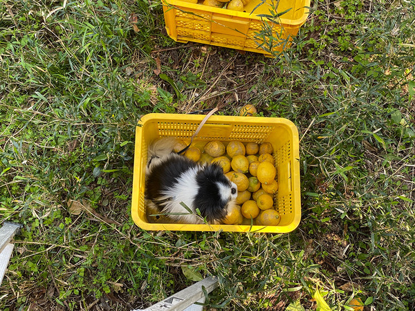 lemondog2