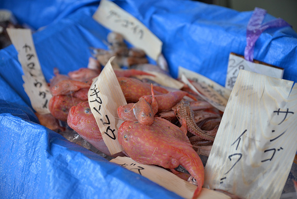 「なんだこの魚！」がいっぱい。戸田だからできるお祭り。11月29日は深海魚まつりへ。もうすぐエントリーがスタートするよー！
