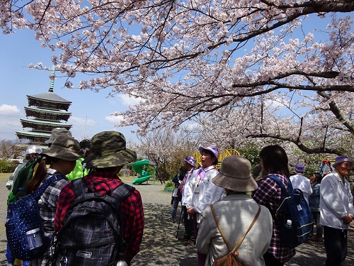 桜1
