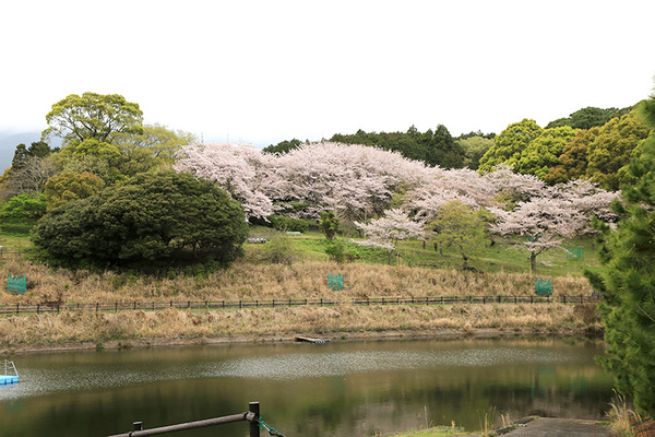 fujit (7)
