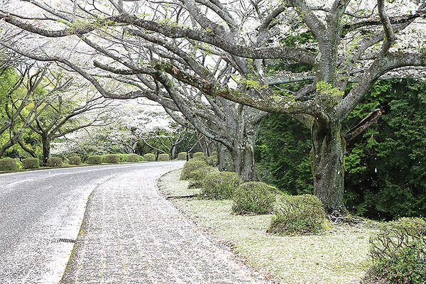 fujit (5)