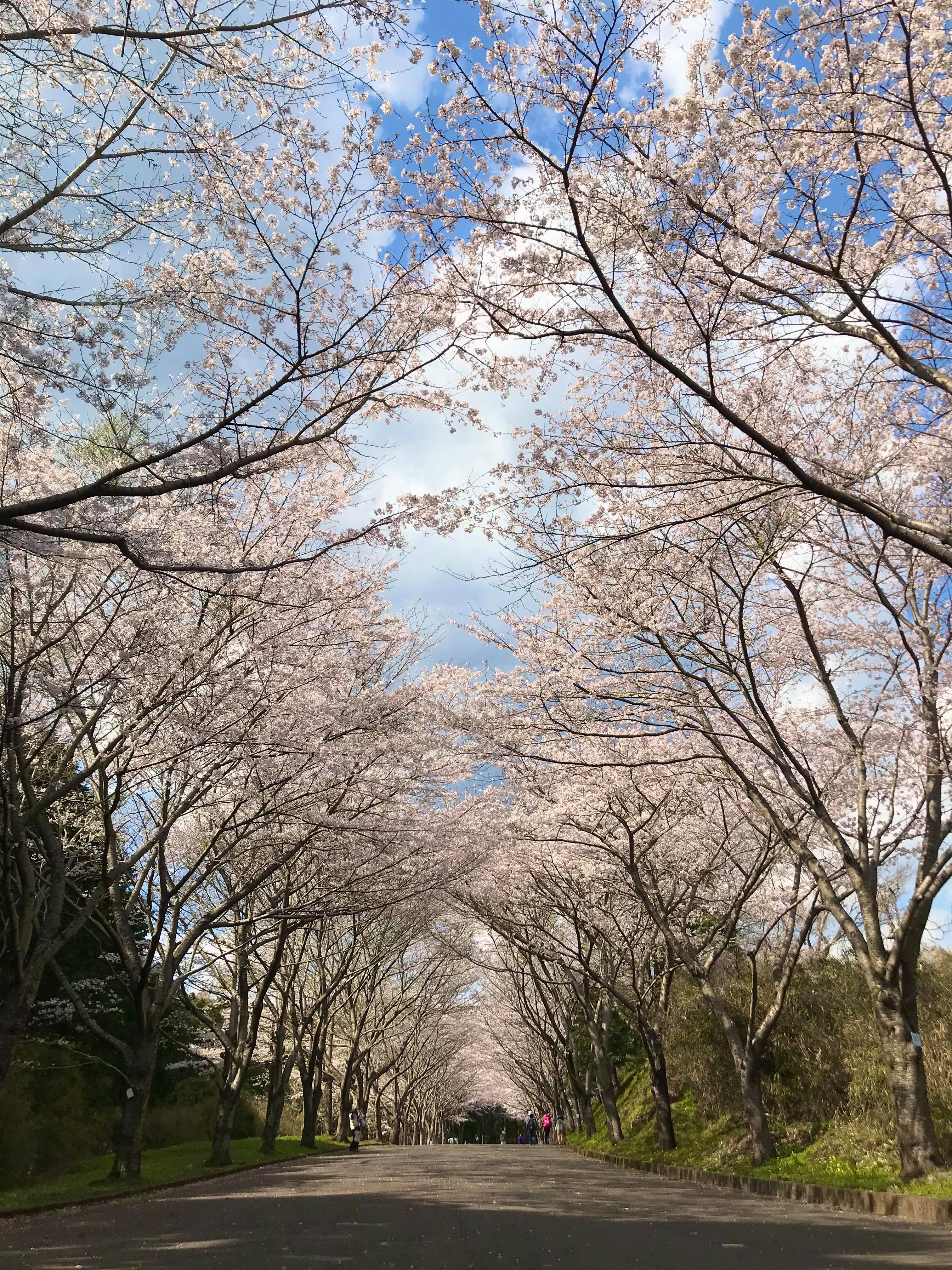 沼津 桜通信 愛鷹広域公園 沼津つーしん 沼津 桜通信 愛鷹広域公園 沼津つーしん