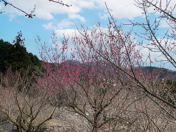 nankoubai-(5)