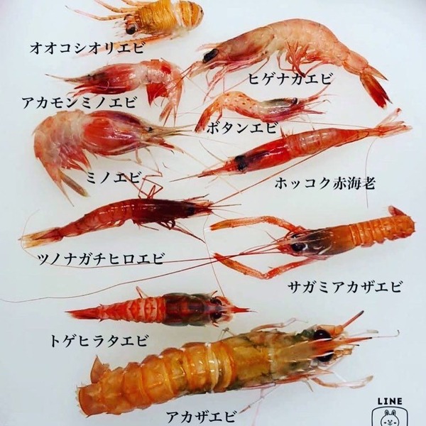 shrimp