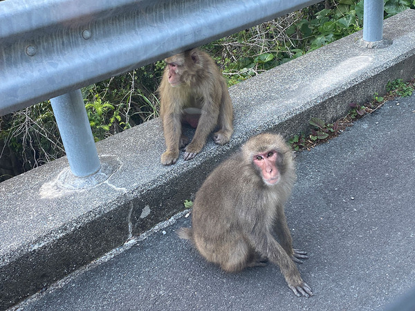 monkey
