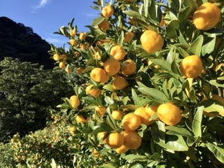 E119A6DD-3FA6-4212-B230-95C3D17078CA