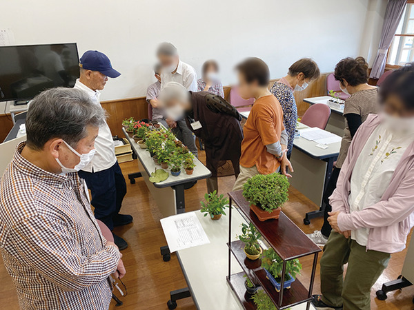 bonsaii (3)