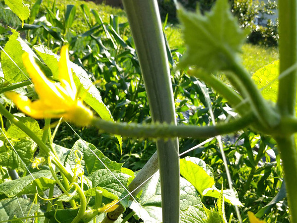 Cucumber