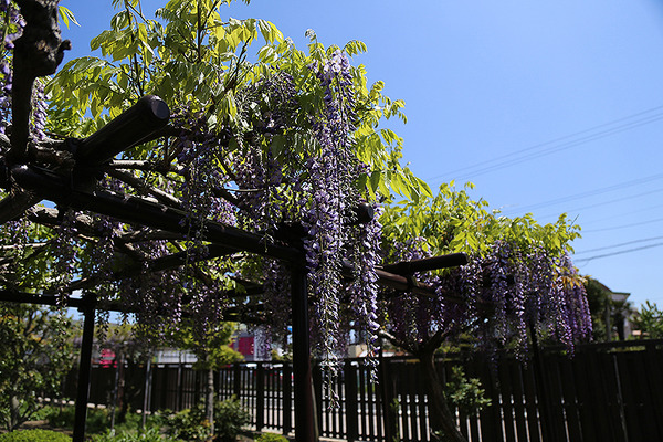 satsumabiwa (2)
