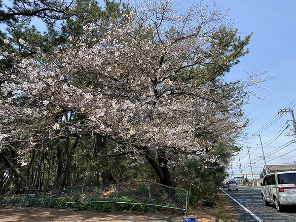 senbonkaidou (5)