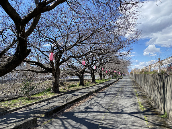 zakura (1)