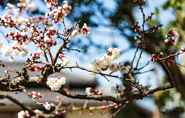 ume (2)