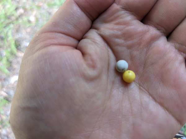 PXL_20230819_060052179