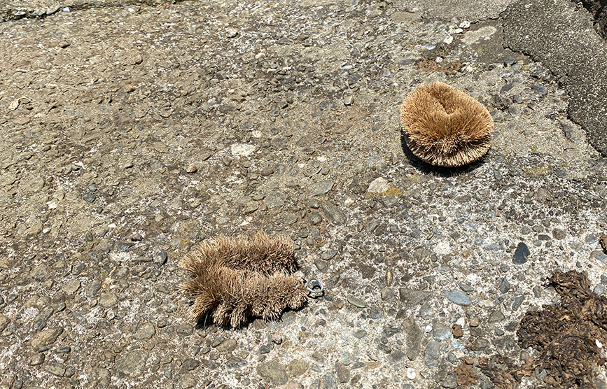 ひゃっこい 湧水 真如寺跡の近くの湧水堀 沼津つーしん