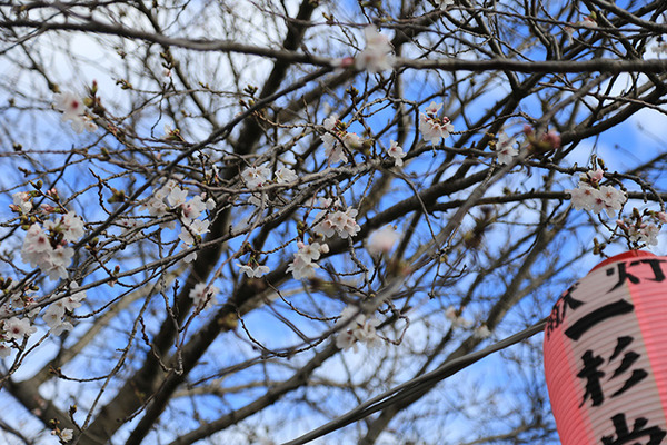 hakuinsakura (15)