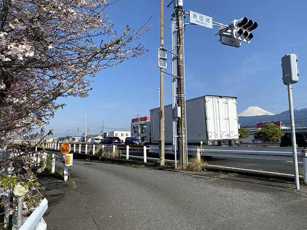 hakuinzakura (5)