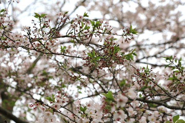 fujit (9)