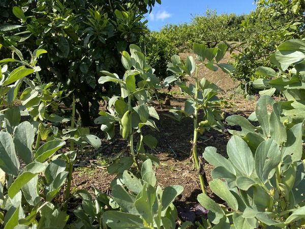 soramame