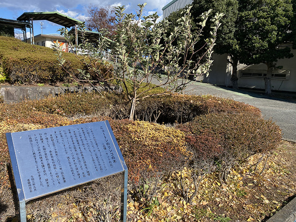 newton (3)