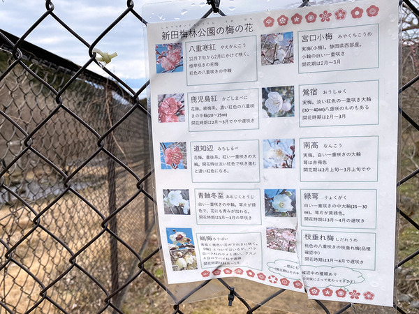 nankoubai (12)