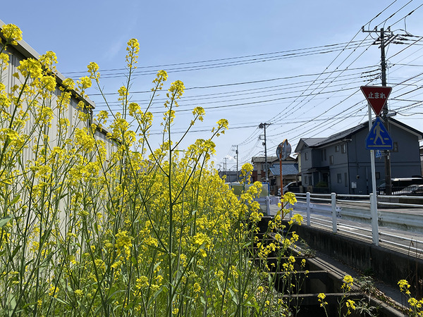 nanohana (4)