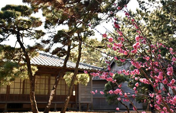 ume (4)